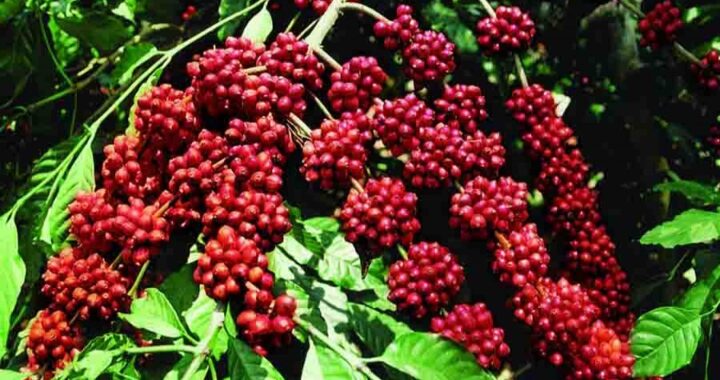 Red Coffee berries